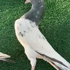 حمام باكستاني