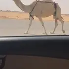 عشرا ضروبه شقحا طيبه السوم 5