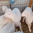 طليان حبص