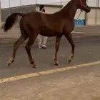 مهر