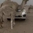 عشرا وضحى للبيع تحتها بكره