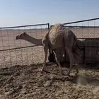 للبيع قعدان