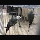 جوز دره هولندي
