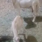 شاه رفيديه صافه تعطي ديد واحد تحتها خروف فل حول  الشهرين