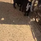 عنز تامه معها تيسين