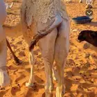 حشو طيبات على حليب أمهاتهن