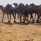 ابل مراح واحد صفر كفو يهل الزين العدد بفحلها 16