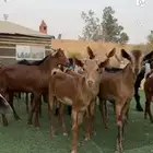 تيوس جنوبيه