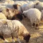 نعيم مراح كامل البكيريه