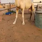معشر للبيع