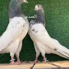 حمام باكستاني