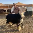 مراح نجد ومعزا طيبه عددها 42 راس والمعزا 8 روس