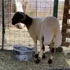 طلي نعيم صنف فحل العلا
