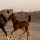 مهر عمره شهرين صحته كفو