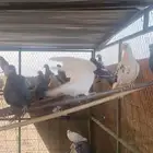 حمام منتج هندي فرنسي