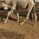 للبيع قعود