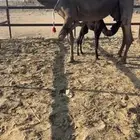 خلفه ام ثالث نفس وحليب وهداوه على جميع الشروط