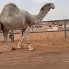 بعير للبيع اصله رماني السن سديس الموقع المزاحميه إنتاجه كف