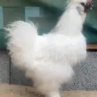 ديك قطني بيور