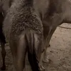 قعود كفو على الحليب