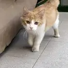 قط للتبني