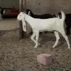 جذعه فلل
