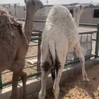 قعدان لبانيات فل شحم