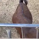 تيس ناهي مغلق شحم
