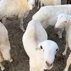 طليان رفيد مغلقه وفوق المغلق