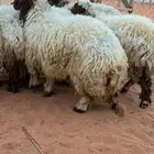 رخال نعيم