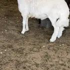 طلي جبرر العمر 6 شهور