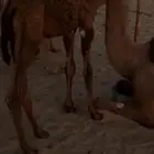 قعود للبيع العمر 3 شهور