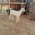 جفره فاخره بيشيه