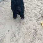 خروف عربي