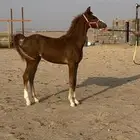 للبيع مهره شعبيه فاخره