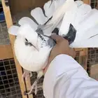 حمام قطيفي للبيع