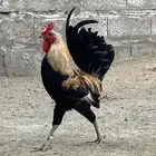 دجاج عربي أصل