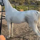 حصان بيع شعبي