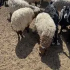 حايل