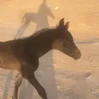 مهر شعبي