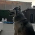 ذكر هاسكي مالموت بيور مدرب