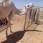 ناقة ضريبة على جميع الشروط