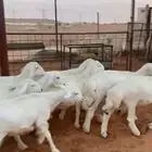 حري العدد 8 خرفان وفيه 2 رخال فقط العمر 4 شهور وفوق