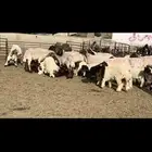 مطافيل مراح واحد طيب للبيع