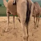 خلفه اركه ام ثاني