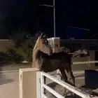 مهره واهو فاخرة للبيع