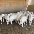 خرفان طيبه السويرقية ( تم البيع )