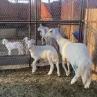 حريه جذعه معها طلي