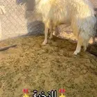 للبيع فحل صنف كفو السن ثني الموقع شرق الجامعة