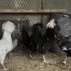 دجاج زينه بولش